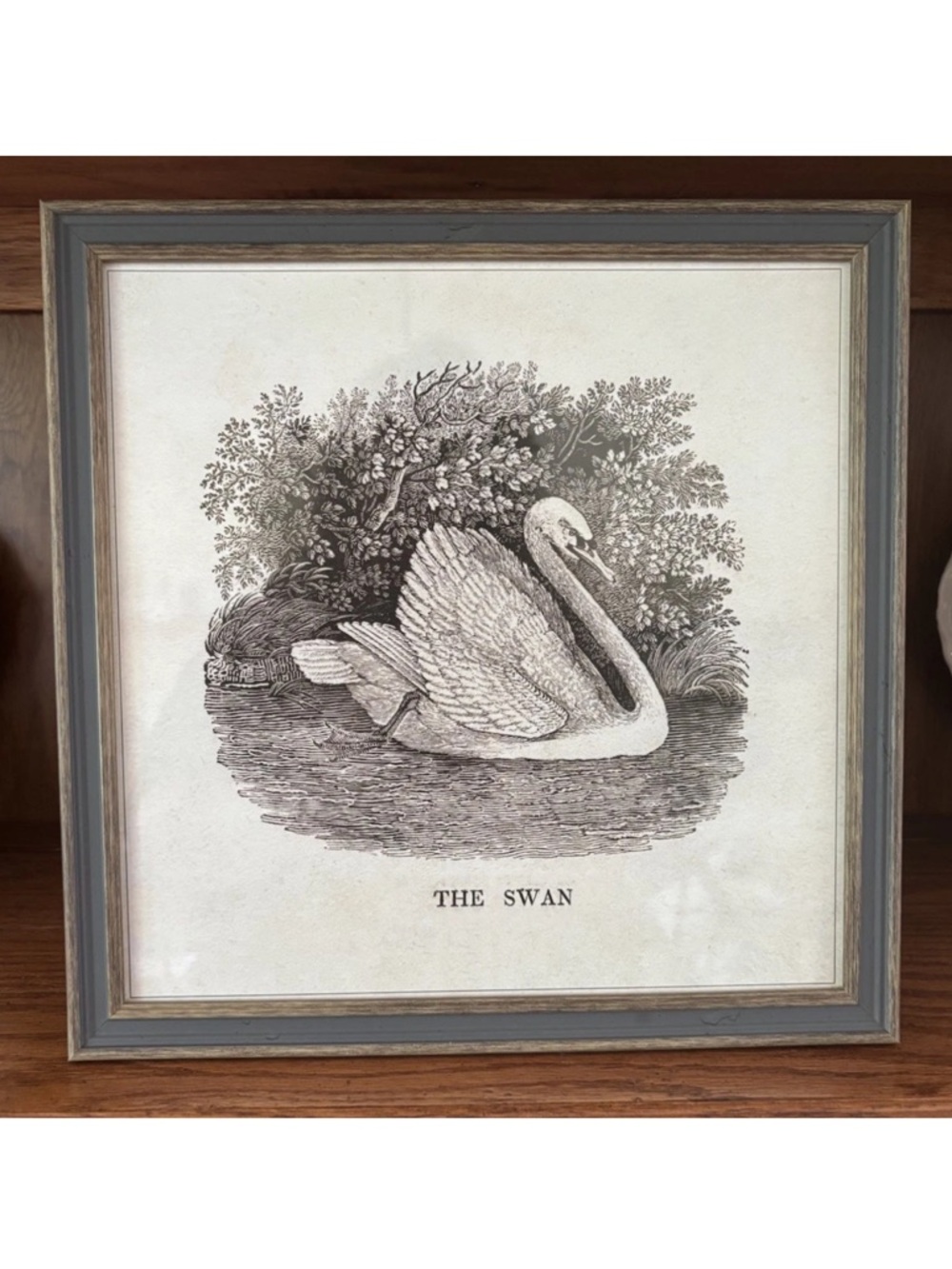 “The Swan” Framed Sketch Reproduction Framed 12” X 12”